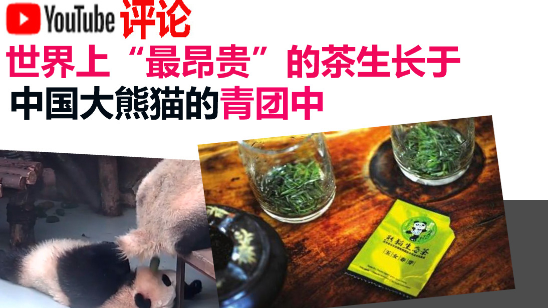 youtube网友评论:世界上“最昂贵”的茶生长自中国大熊猫的青团中